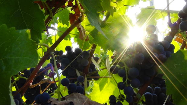 Antica Tindari: ecosistema del (buon) gusto
