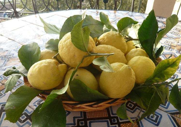 Limoni di Procida De.Co. (Campania)