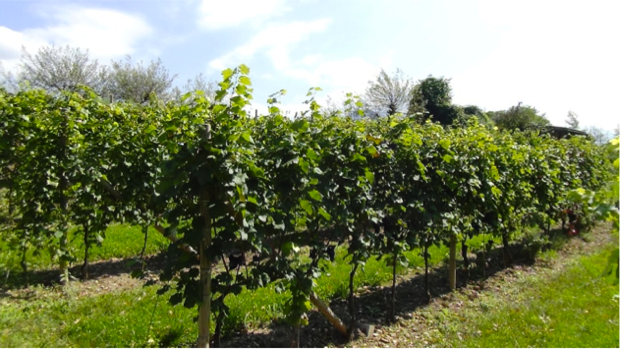 I Vini dell’Angelo, dal paradiso del Trentino