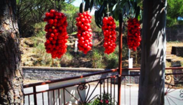 Pomodorino del Piennolo del Vesuvio, Presidio Slow Food della Campania