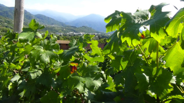 Le bollicine di uve italiane, altro che Champagne…