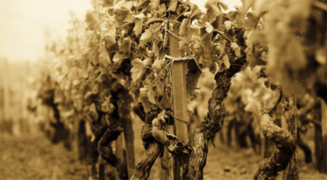 I Vigneri dell’Etna