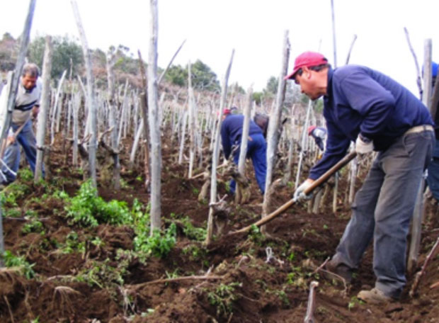 Il riscatto sociale dei vignaioli