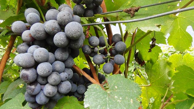 Specialmente… in Valtellina: enoturismo e sapori