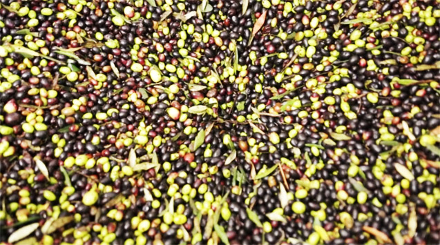 Come si fa l’olio d’oliva in un impianto a ciclo continuo?