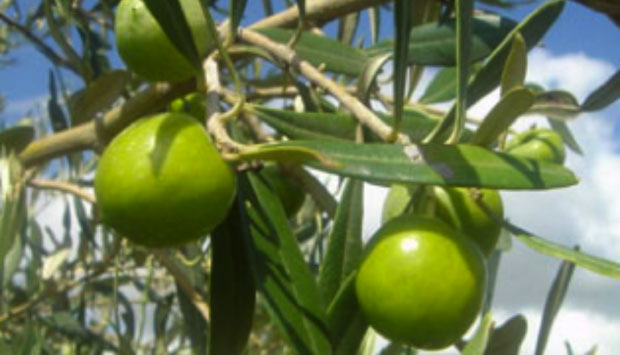 Oliva Giarraffa, De.Co. di Giuliana (Palermo)