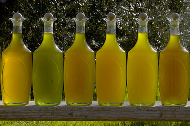 L’Olio Extravergine di Oliva Molise Dop: le cultivar che la compongono