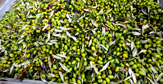 La Ravece: cultivar di olive della zona di Avellino per un olio secolare