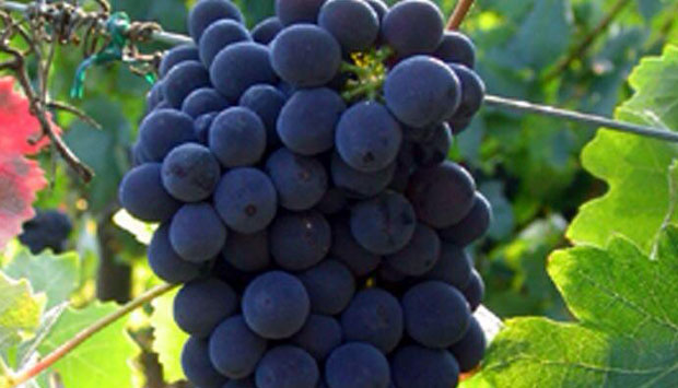 La Barbera sui lieviti, come si faceva una volta