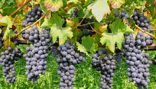 Il Groppello, il vino della Valténesi