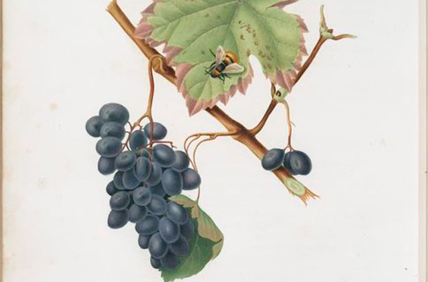 La Barbera sarda: la scoperta di uno dei più grandi vini italiani