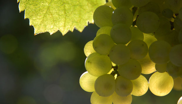 Il Pecorino, il vino recuperato dai marchigiani