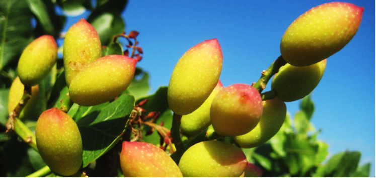 Il pistacchio lavico di Bronte dell’Azienda Agricola Galvagno