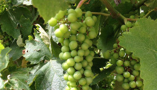 Il Prosecco della tradizione dei Fratelli Collavo, Valdobbiadene