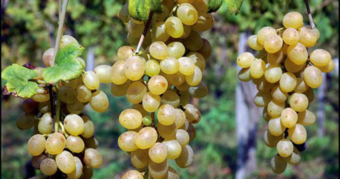 La Catalanesca, sei secoli di vino dalla Spagna al Vesuvio