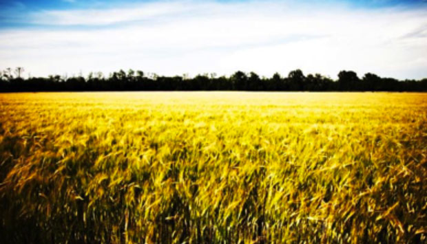 Birra Agricola Ticinensis La Morosina, autoctona del Basso Milanese