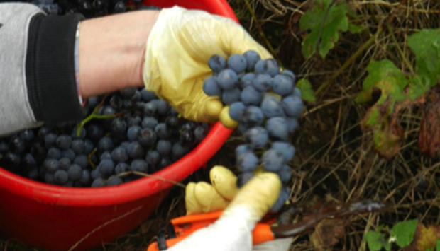Il vino dei vigneti adottati della Valtellina