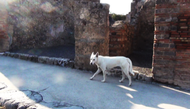 Cani abbandonati dai turisti a Pompei: ma gli scavi li adottano