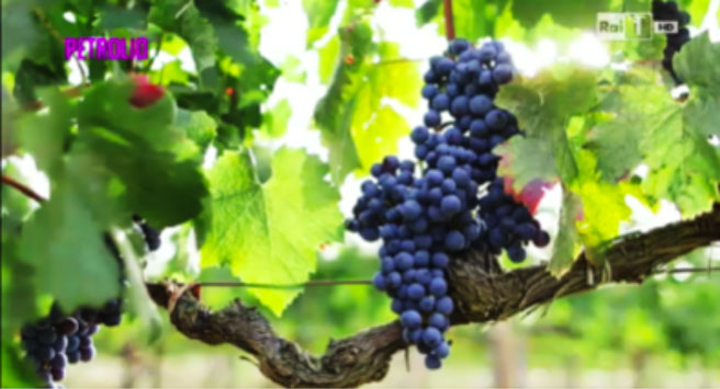 L’ipocrisia, il Petrolio del vino italiano