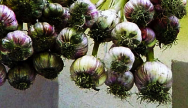 Aglio di Resia, Presidio Slow Food del Friuli Venezia Giulia