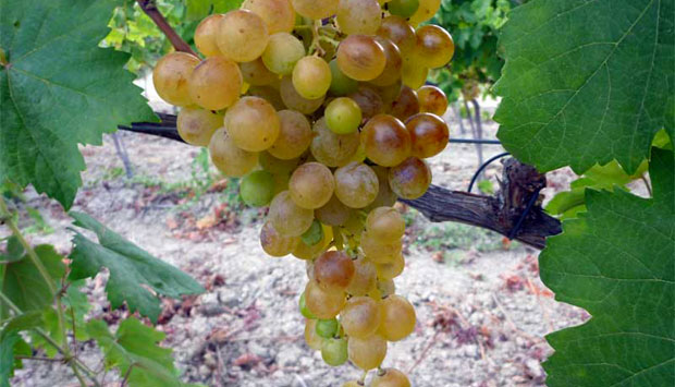 Dal Greco, il Cirò, Bianco di Calabria