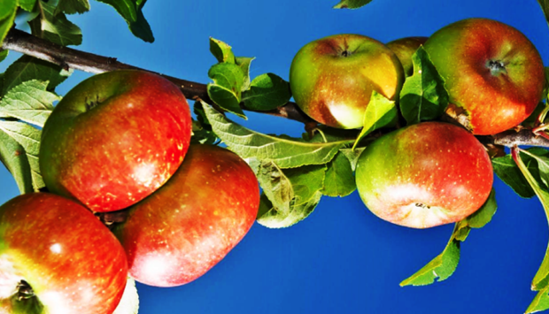 Mela Rosa dei Monti Sibillini, Presidio Slow Food delle Marche