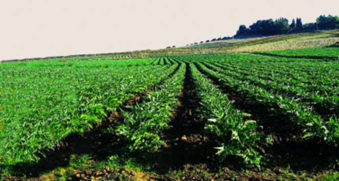 Carciofo Spinoso di Menfi, Presidio Slow Food della Sicilia