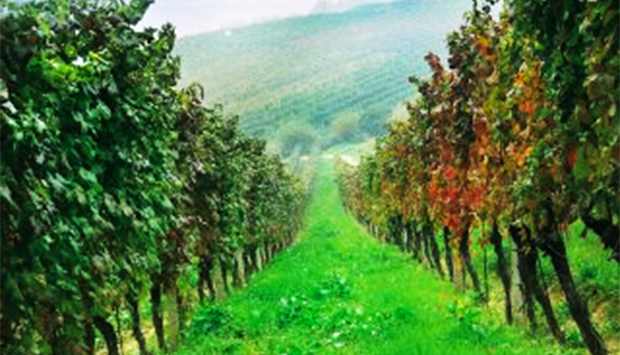 Le Note D’autunno dell’Albarossa, vitigno figlio di Nebbiolo e Barbera