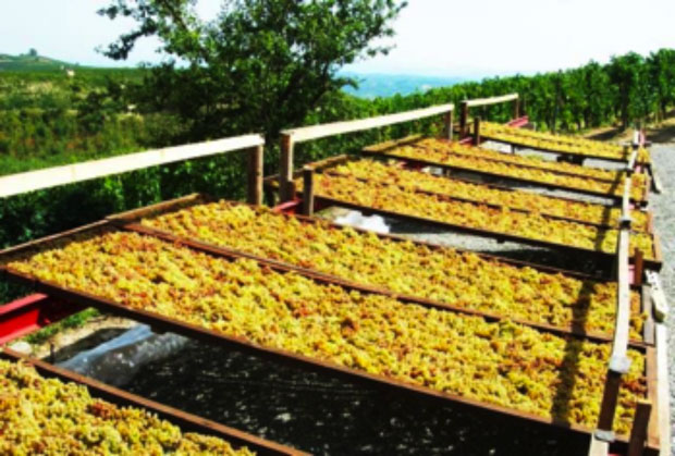 Moscato passito della Valle Bagnario di Strevi, Presidio Slow Food del Piemonte
