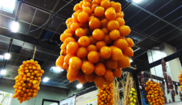 Il Pomodorino Giallo da serbo, il vero pomodoro originario