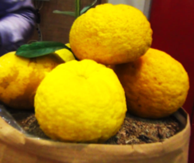Pompìa, Presidio Slow Food della Sardegna
