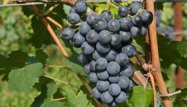 Il Majere, vino da uve Casetta, autoctono trentino prefilossera