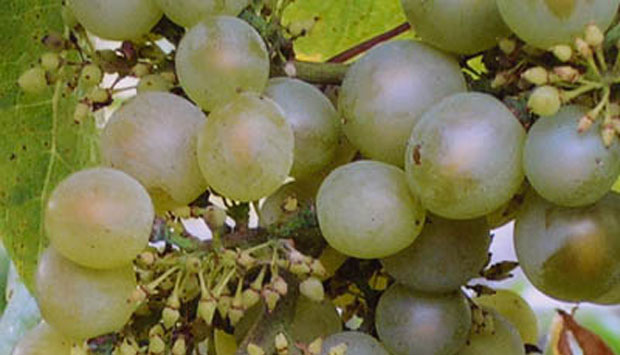 L’industria del vino ci prende in giro?