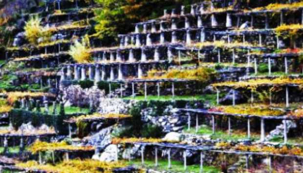 Carema, vino Presidio Slow Food del Piemonte