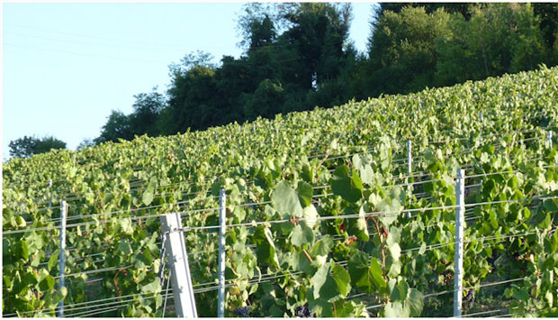 Foglia Tonda, da antico vitigno toscano un vino Dalle Nostre Mani
