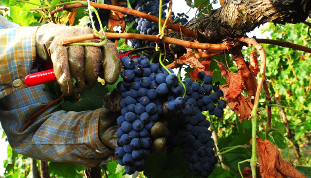 Tenuta Ulisse, in Abruzzo la pura elegia del vino sincero
