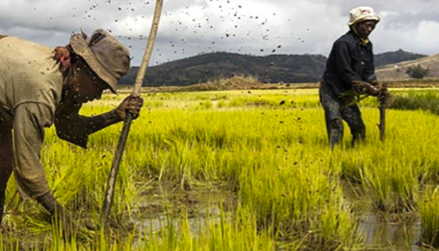 Expo, Slow Food a pochi euro: la vera sfida