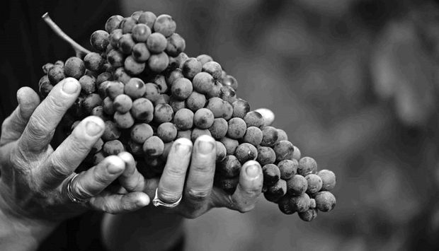 Il nebbiolo da Sogno di Travaglini, da uve stramature
