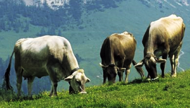 Puzzone di Moena, Presidio Slow Food del Trentino