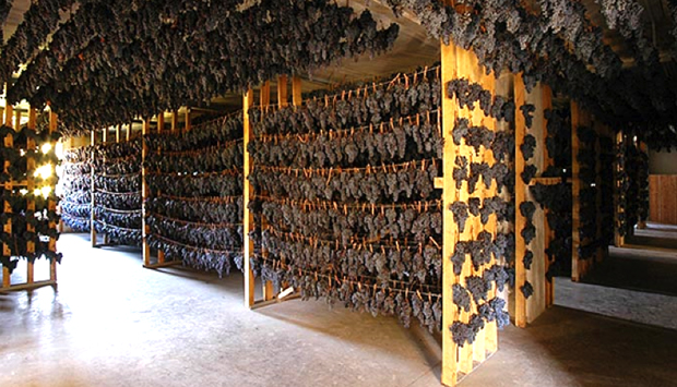 Quacquarini, incantevole voce della Vernaccia di Serrapetrona