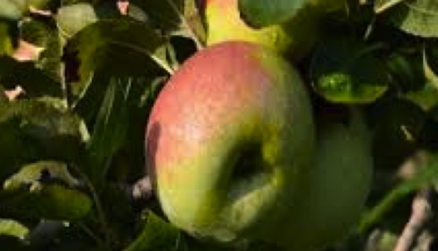 Melo Decio di Belfiore, Presidio Slow Food del Veneto