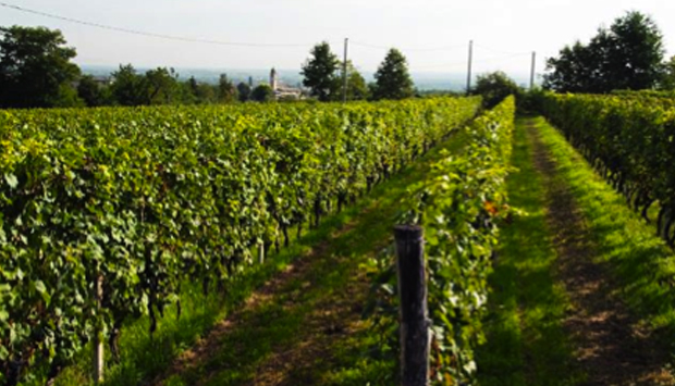 I vini Doc del Pinerolese