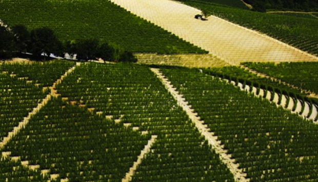 Vino Arlandino, l’antico Grignolino d’Asti della Tenuta Santa Caterina