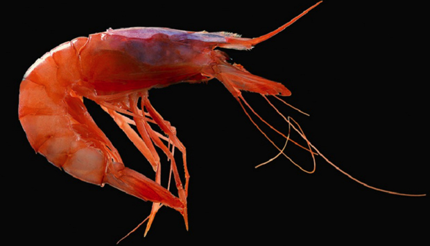 Il cammino del Gambero Rosso di Mazara (Sicilia) è il top