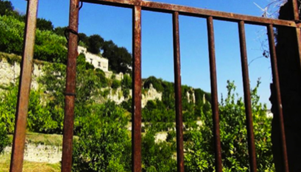 Un vigneto urbano inimmaginabile in piena città a Napoli