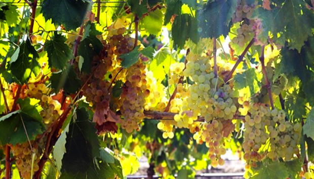Spumanti maiuscoli di Vermentino, da Quartomoro di Sardegna