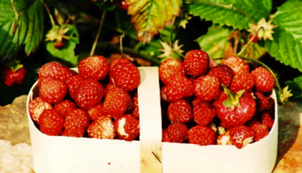 Fragola profumata di Tortona, raccontata da studenti del Marconi