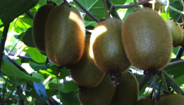 Le rigorose confetture di kiwi trevigiano di Schiavon: 81% di frutta