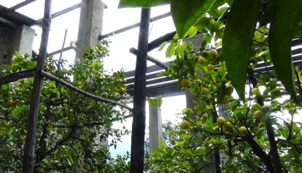 Limonaia Prà de la Fam, agrumi come Belle Arti sul Garda bresciano