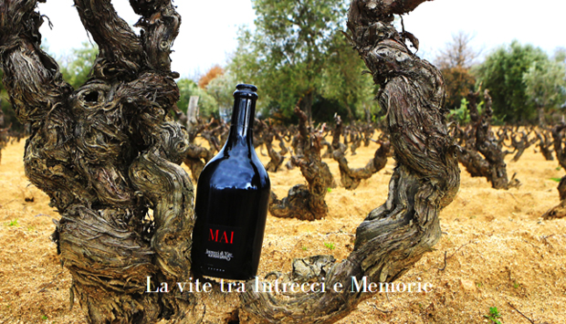 I vini di Quartomoro, memoria vivente degli autoctoni di Sardegna